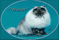 GC, RW Windpeg's Walter of SoestHill